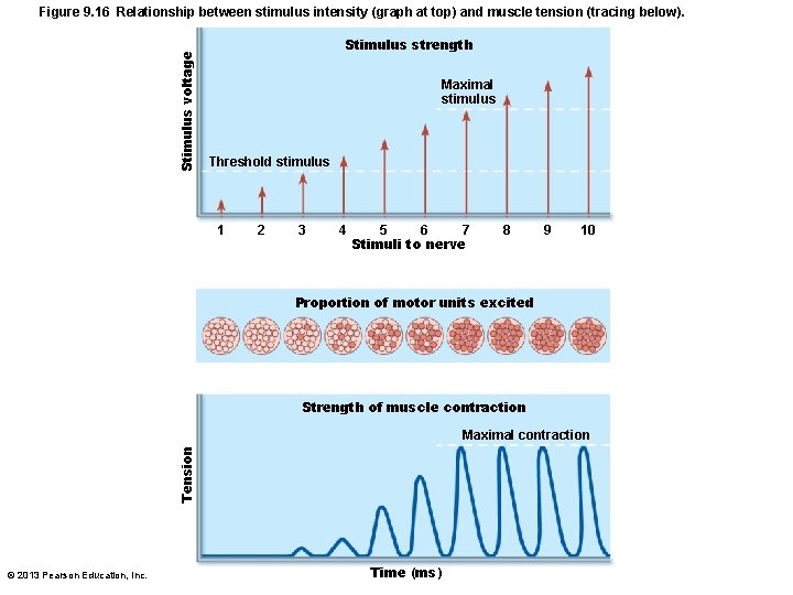 Stimulus voltage Figure 9. 16 Relationship between stimulus intensity (graph at top) and muscle