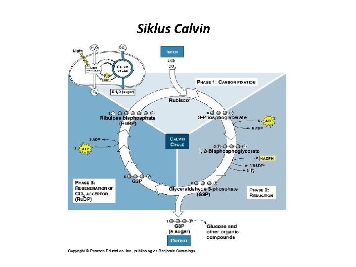 Siklus Calvin 