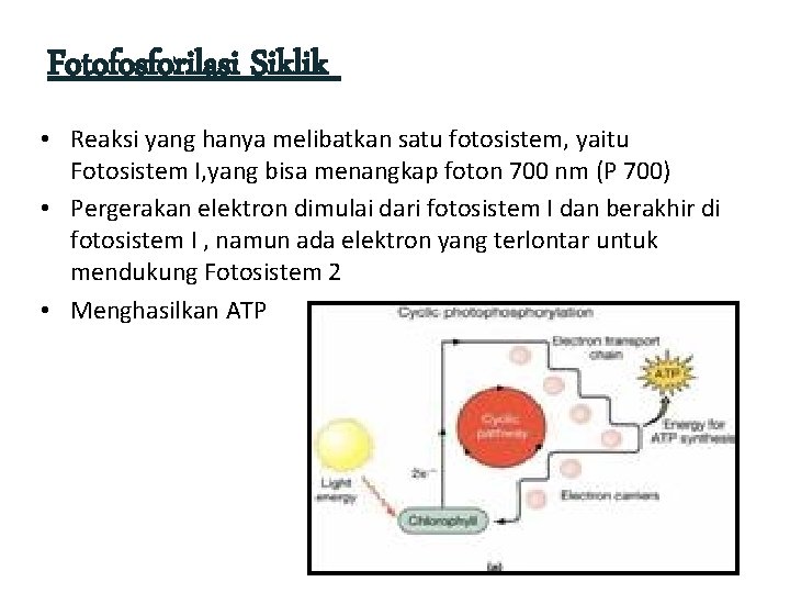 Fotofosforilasi Siklik • Reaksi yang hanya melibatkan satu fotosistem, yaitu Fotosistem I, yang bisa