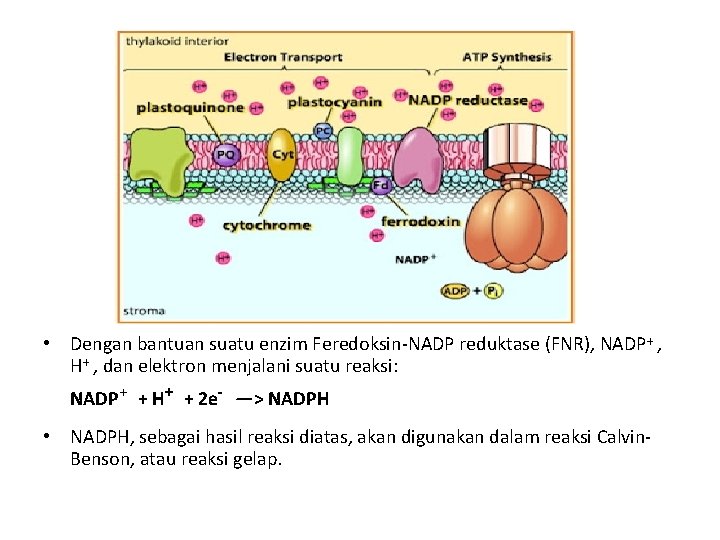  • Dengan bantuan suatu enzim Feredoksin-NADP reduktase (FNR), NADP+ , H+ , dan