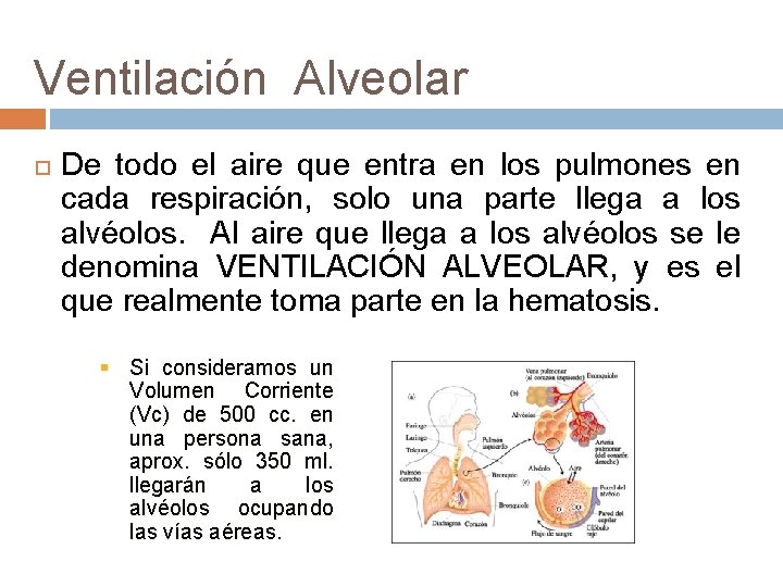 Ventilación Alveolar De todo el aire que entra en los pulmones en cada respiración,