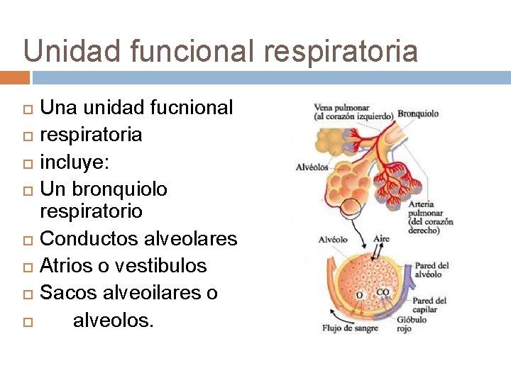 Unidad funcional respiratoria Una unidad fucnional respiratoria incluye: Un bronquiolo respiratorio Conductos alveolares Atrios