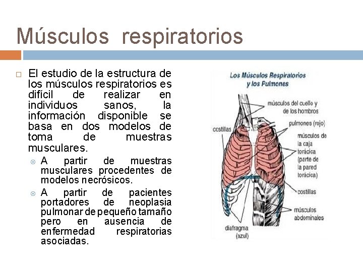 Músculos respiratorios El estudio de la estructura de los músculos respiratorios es difícil de