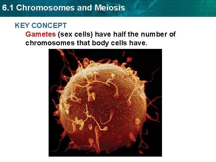 6. 1 Chromosomes and Meiosis KEY CONCEPT Gametes (sex cells) have half the number