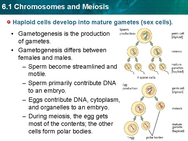 6. 1 Chromosomes and Meiosis Haploid cells develop into mature gametes (sex cells). •