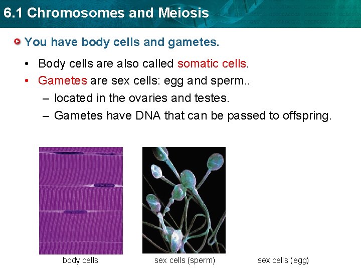 6. 1 Chromosomes and Meiosis You have body cells and gametes. • Body cells