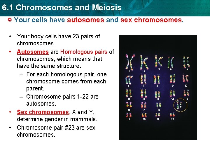 6. 1 Chromosomes and Meiosis Your cells have autosomes and sex chromosomes. • Your