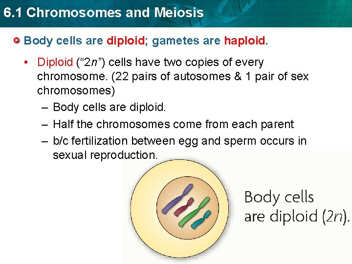 6. 1 Chromosomes and Meiosis Body cells are diploid; gametes are haploid. • Diploid