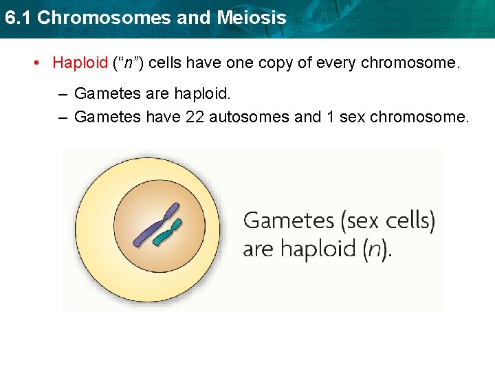 6. 1 Chromosomes and Meiosis • Haploid (“n”) cells have one copy of every