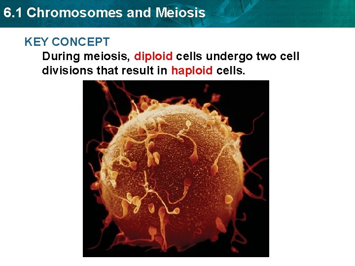 6. 1 Chromosomes and Meiosis KEY CONCEPT During meiosis, diploid cells undergo two cell