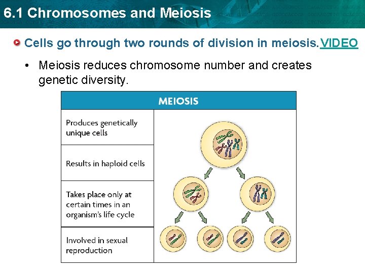 6. 1 Chromosomes and Meiosis Cells go through two rounds of division in meiosis.