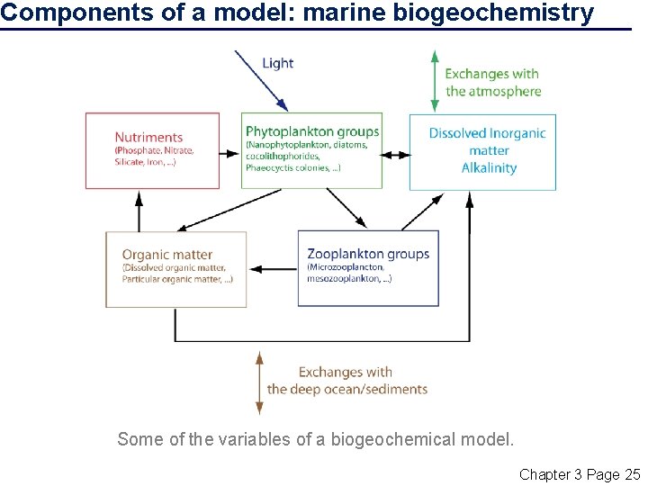 Components of a model: marine biogeochemistry Some of the variables of a biogeochemical model.