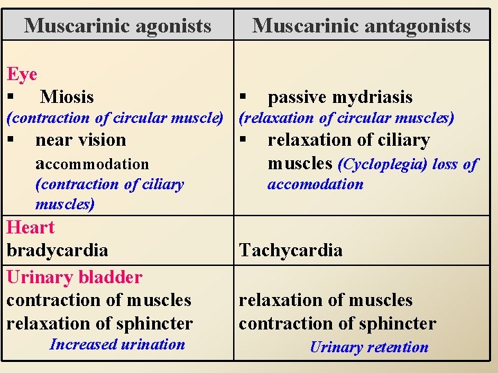 Muscarinic agonists Eye § Miosis Muscarinic antagonists § passive mydriasis (contraction of circular muscle)