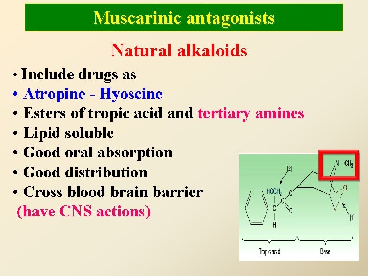 Muscarinic antagonists Natural alkaloids • Include drugs as • Atropine - Hyoscine • Esters