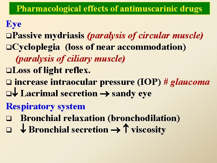 Pharmacological effects of antimuscarinic drugs Eye q. Passive mydriasis (paralysis of circular muscle) q.