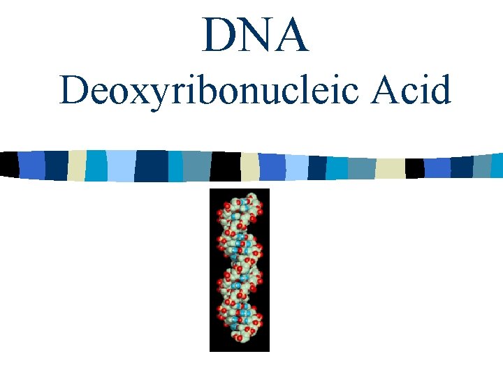 DNA Deoxyribonucleic Acid 
