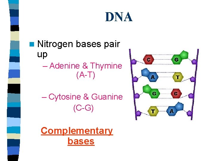 DNA n Nitrogen up bases pair – Adenine & Thymine (A-T) – Cytosine &
