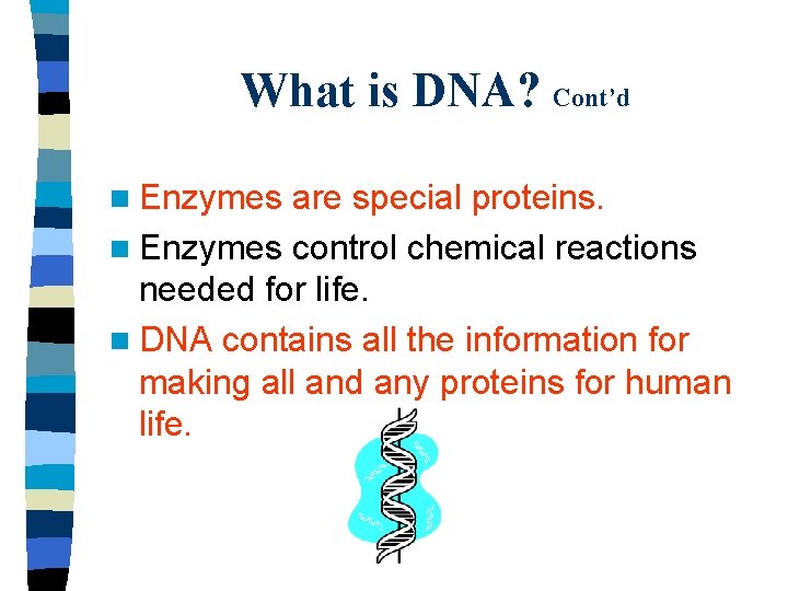 What is DNA? Cont’d n Enzymes are special proteins. n Enzymes control chemical reactions