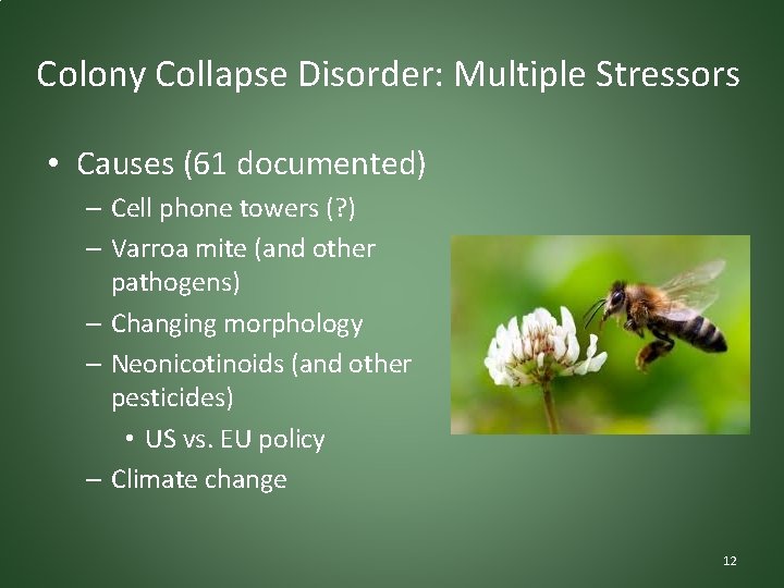 Colony Collapse Disorder: Multiple Stressors • Causes (61 documented) – Cell phone towers (?