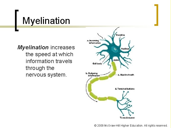 Myelination increases the speed at which information travels through the nervous system. © 2009