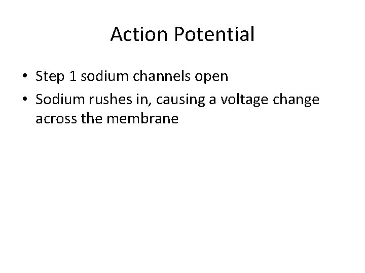Action Potential • Step 1 sodium channels open • Sodium rushes in, causing a
