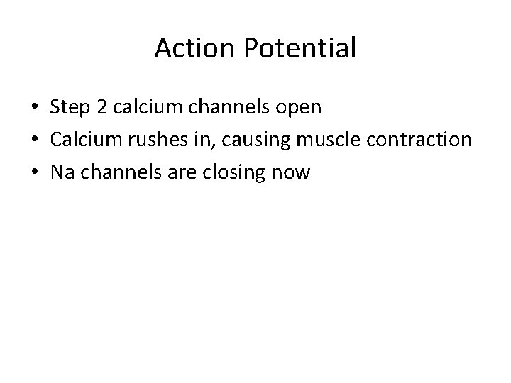 Action Potential • Step 2 calcium channels open • Calcium rushes in, causing muscle