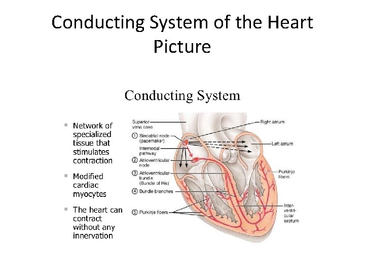 Conducting System of the Heart Picture 