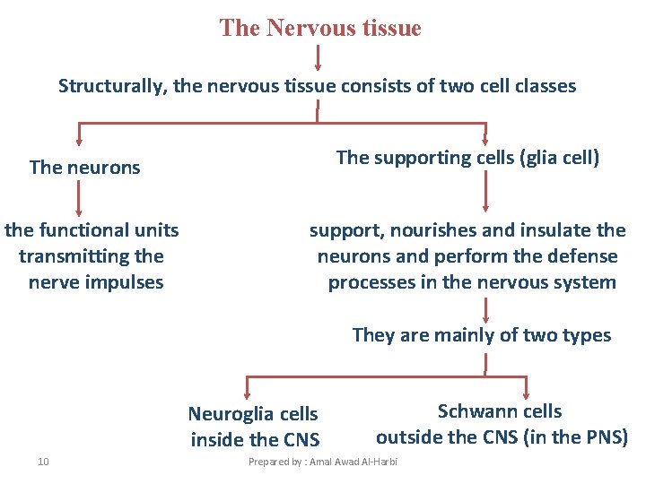 The Nervous tissue Structurally, the nervous tissue consists of two cell classes The neurons