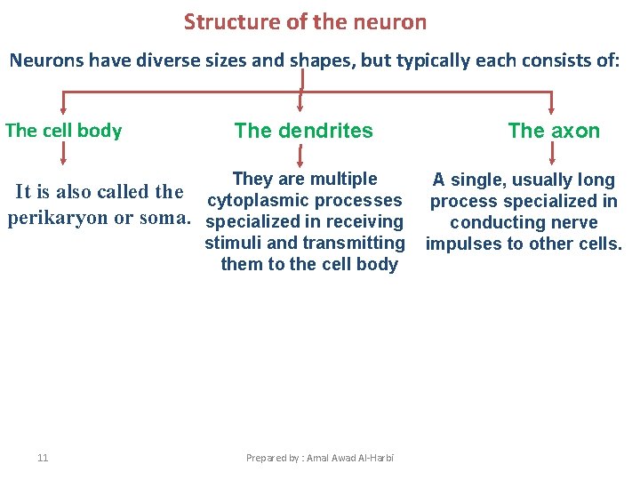 Structure of the neuron Neurons have diverse sizes and shapes, but typically each consists