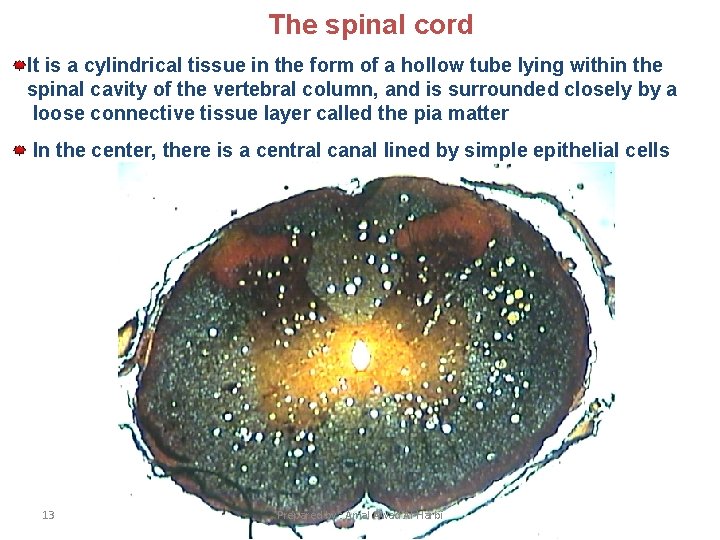 The spinal cord It is a cylindrical tissue in the form of a hollow