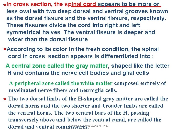 In cross section, the spinal cord appears to be more or less oval with In cross section, the spinal cord appears to be more or less oval with