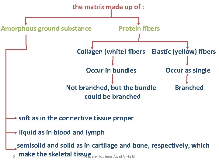 the matrix made up of : Amorphous ground substance Protein fibers Collagen (white) fibers