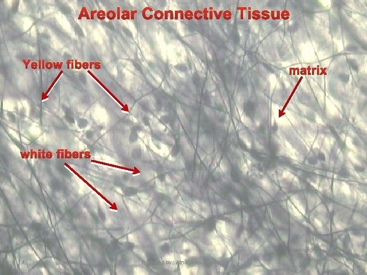 Areolar Connective Tissue Yellow fibers matrix white fibers 4 Prepared by : Amal Awad Areolar Connective Tissue Yellow fibers matrix white fibers 4 Prepared by : Amal Awad