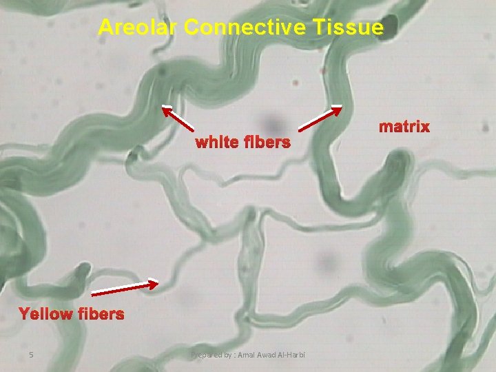 Areolar Connective Tissue white fibers Yellow fibers 5 Prepared by : Amal Awad Al-Harbi