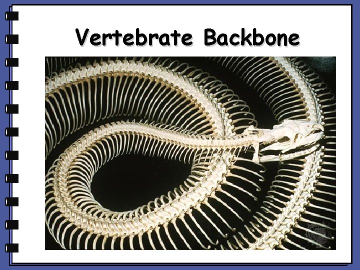 Animal Backbone.model Introduction to animals Introduction to Animals Copyright cmassengale