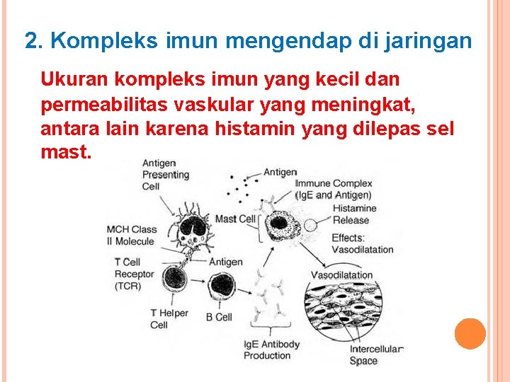 2. Kompleks imun mengendap di jaringan Ukuran kompleks imun yang kecil dan permeabilitas vaskular