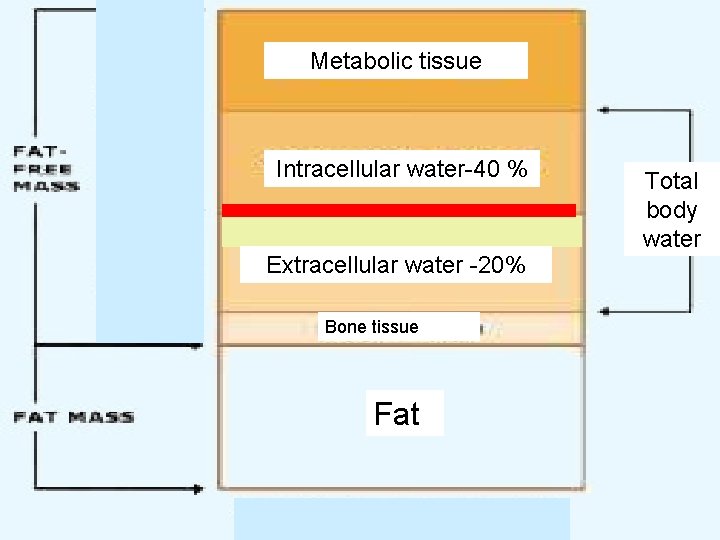 Metabolic tissue Intracellular water-40 % Extracellular water -20% Bone tissue Fat Total body water