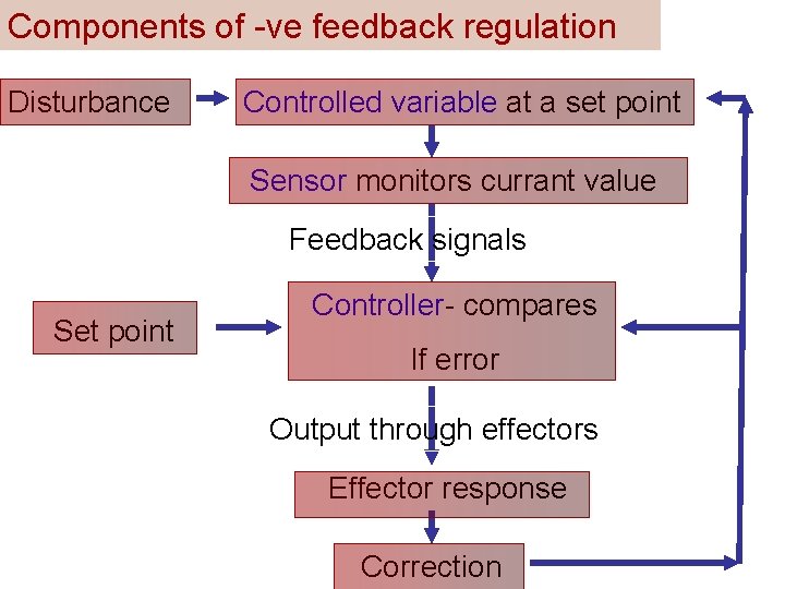 Components of -ve feedback regulation Disturbance Controlled variable at a set point Sensor monitors