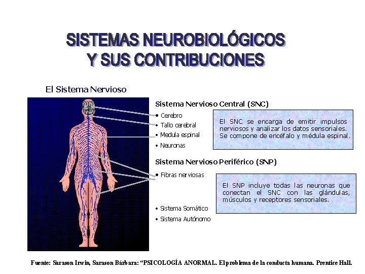 El Sistema Nervioso Central (SNC) • Cerebro • Tallo cerebral • Medula espinal El