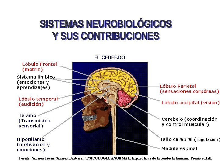 EL CEREBRO Lóbulo Frontal (motriz) Sistema límbico (emociones y aprendizajes) Lóbulo Parietal (sensaciones corpóreas)