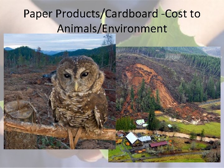 Paper Products/Cardboard -Cost to Animals/Environment 