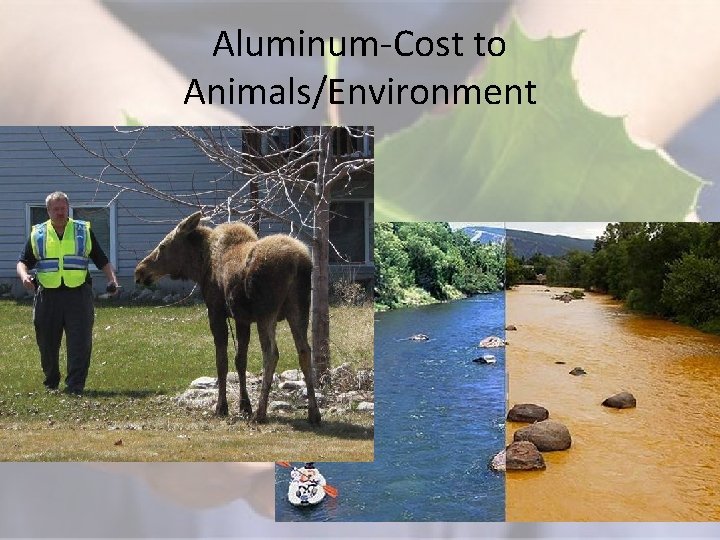 Aluminum-Cost to Animals/Environment 