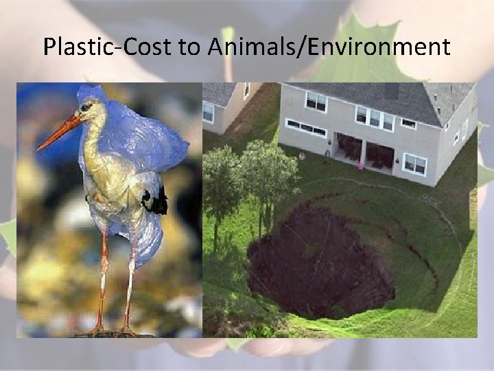 Plastic-Cost to Animals/Environment 