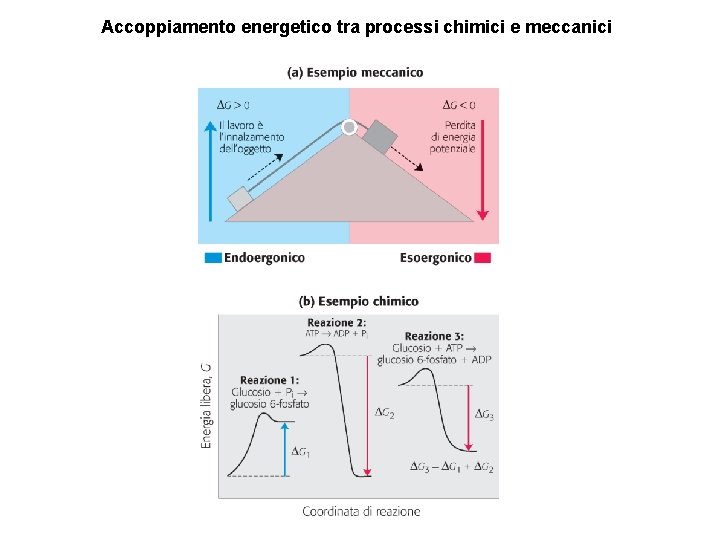 Accoppiamento energetico tra processi chimici e meccanici 