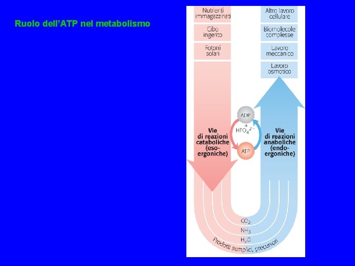 Ruolo dell’ATP nel metabolismo 