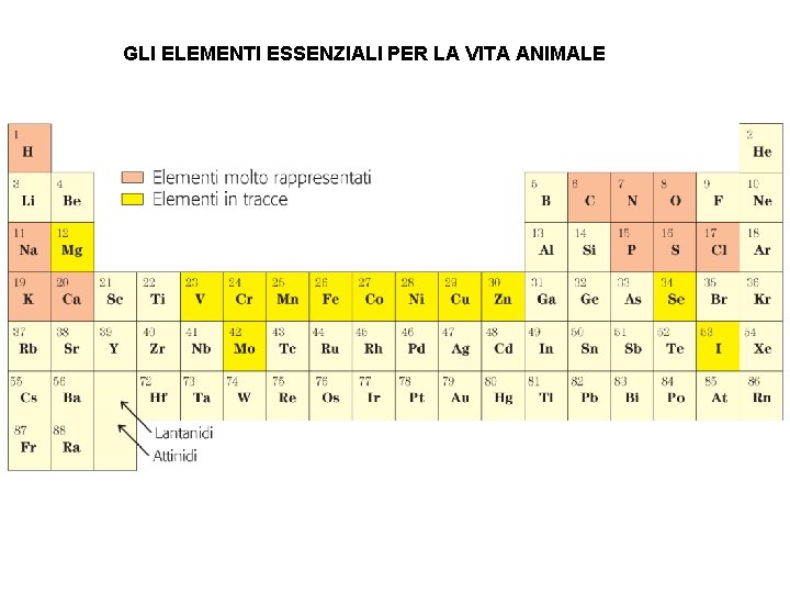 GLI ELEMENTI ESSENZIALI PER LA VITA ANIMALE 