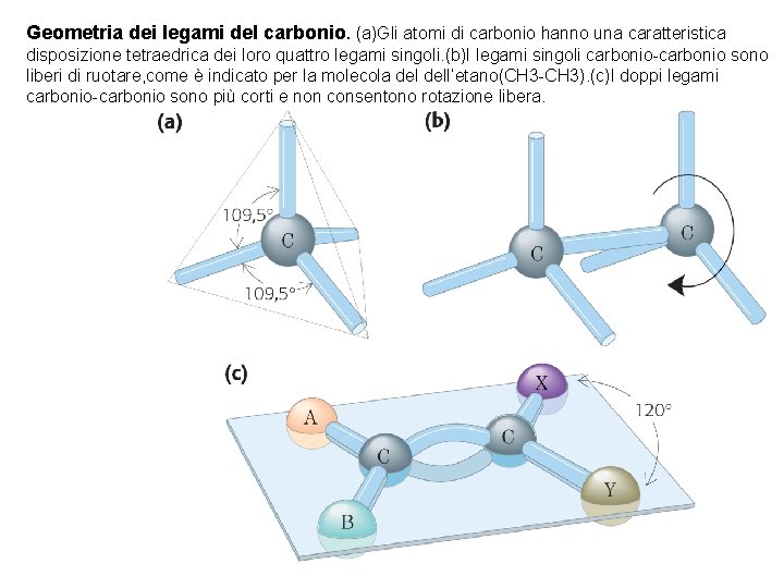 Geometria dei legami del carbonio. (a)Gli atomi di carbonio hanno una caratteristica disposizione tetraedrica