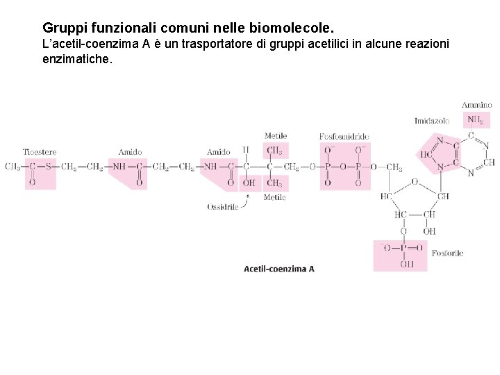 Gruppi funzionali comuni nelle biomolecole. L’acetil-coenzima A è un trasportatore di gruppi acetilici in