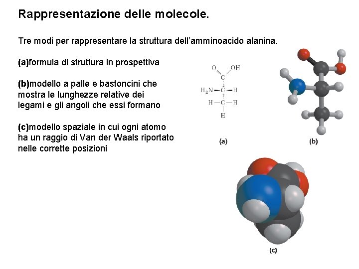 Rappresentazione delle molecole. Tre modi per rappresentare la struttura dell’amminoacido alanina. (a)formula di struttura