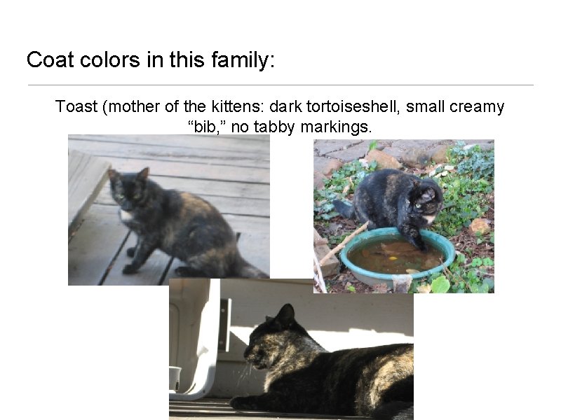 Coat colors in this family: Toast (mother of the kittens: dark tortoiseshell, small creamy
